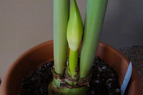 Care of amaryllis plant after flowering