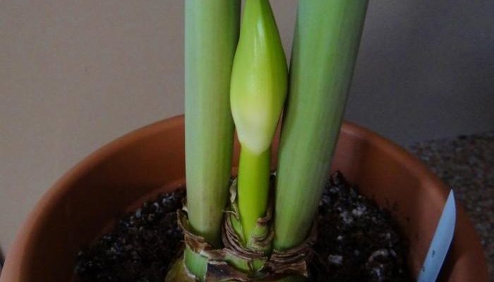 Care of amaryllis plant after flowering