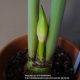 Care of amaryllis plant after flowering