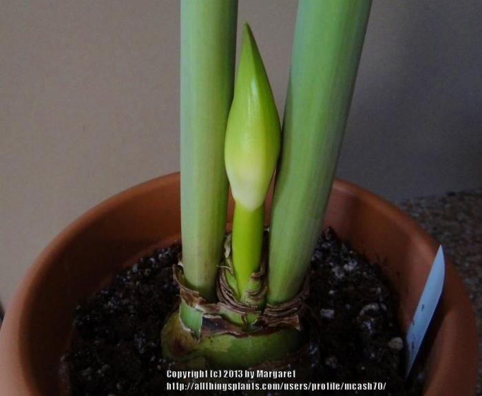 Care of amaryllis plant after flowering